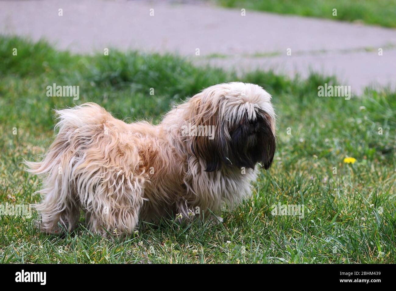 Pies na trawie, Pies shih tzu Stockfoto