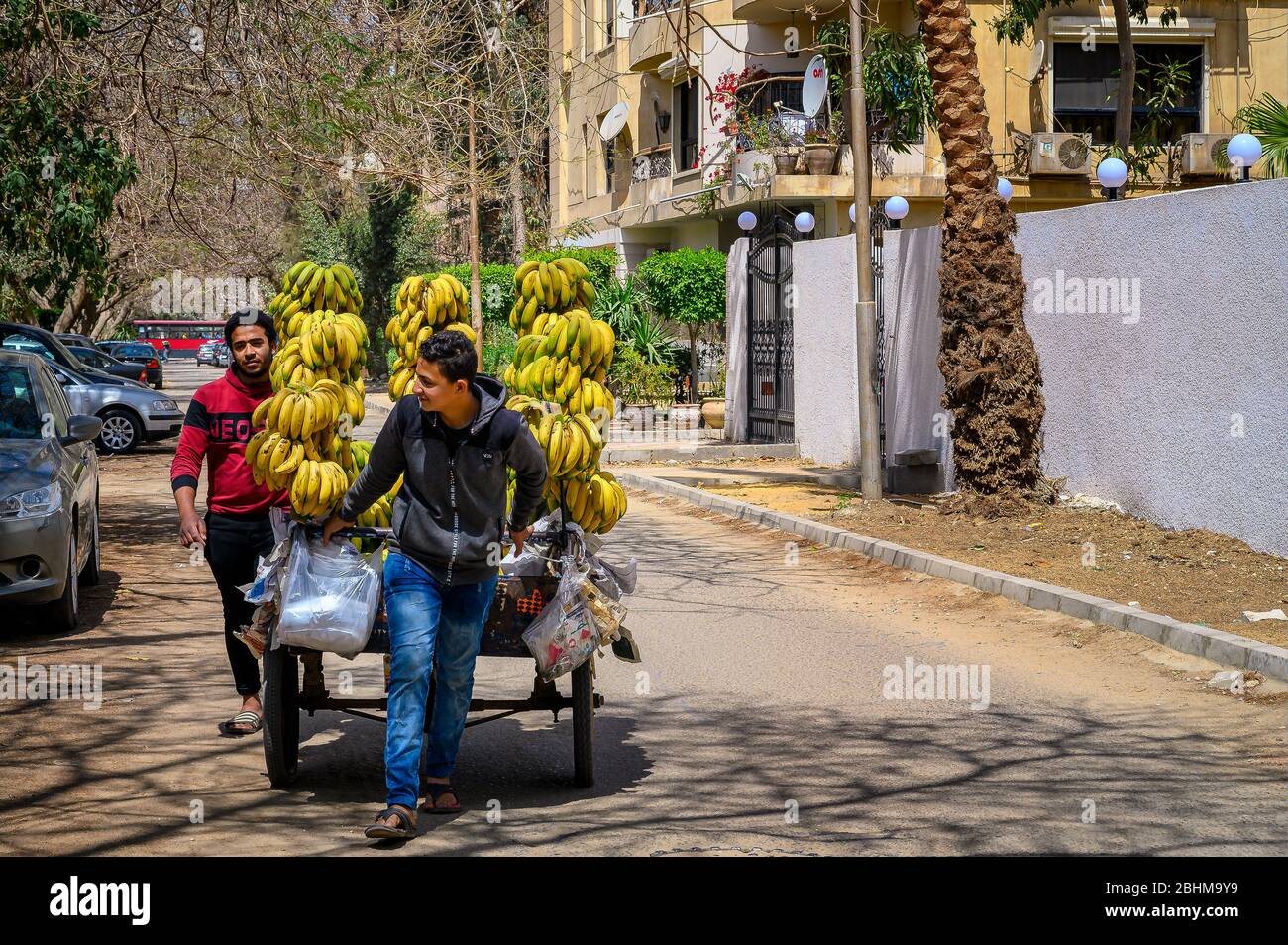 Straßenverkäufer, der frisch gepflückte Bananenbünde auf den Straßen des Vororts Kairo, Maadi, verkauft Stockfoto