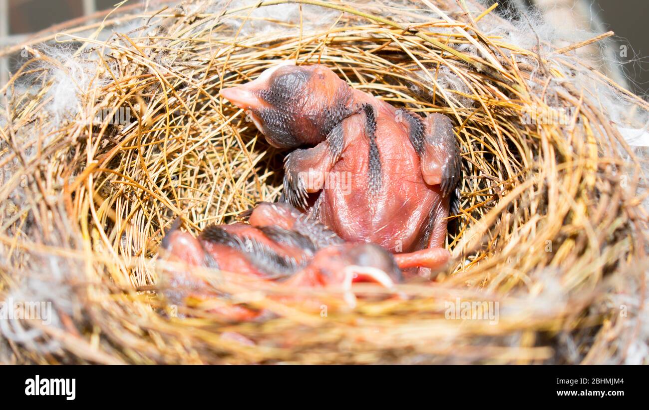 Neu geboren Nachtigall Baby Vögel Stockfoto