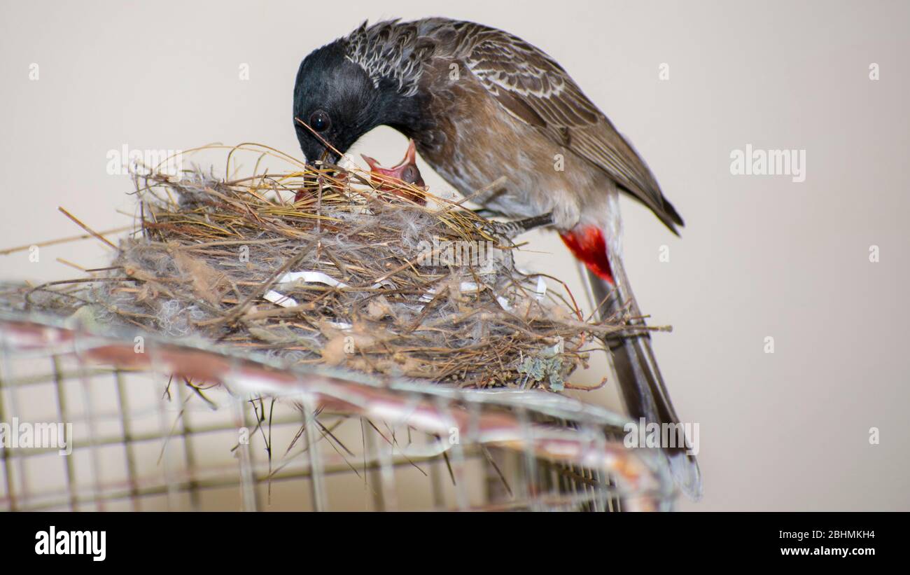 Bulbul Vogel füttert ihre Baby Vögel Beeren Stockfoto