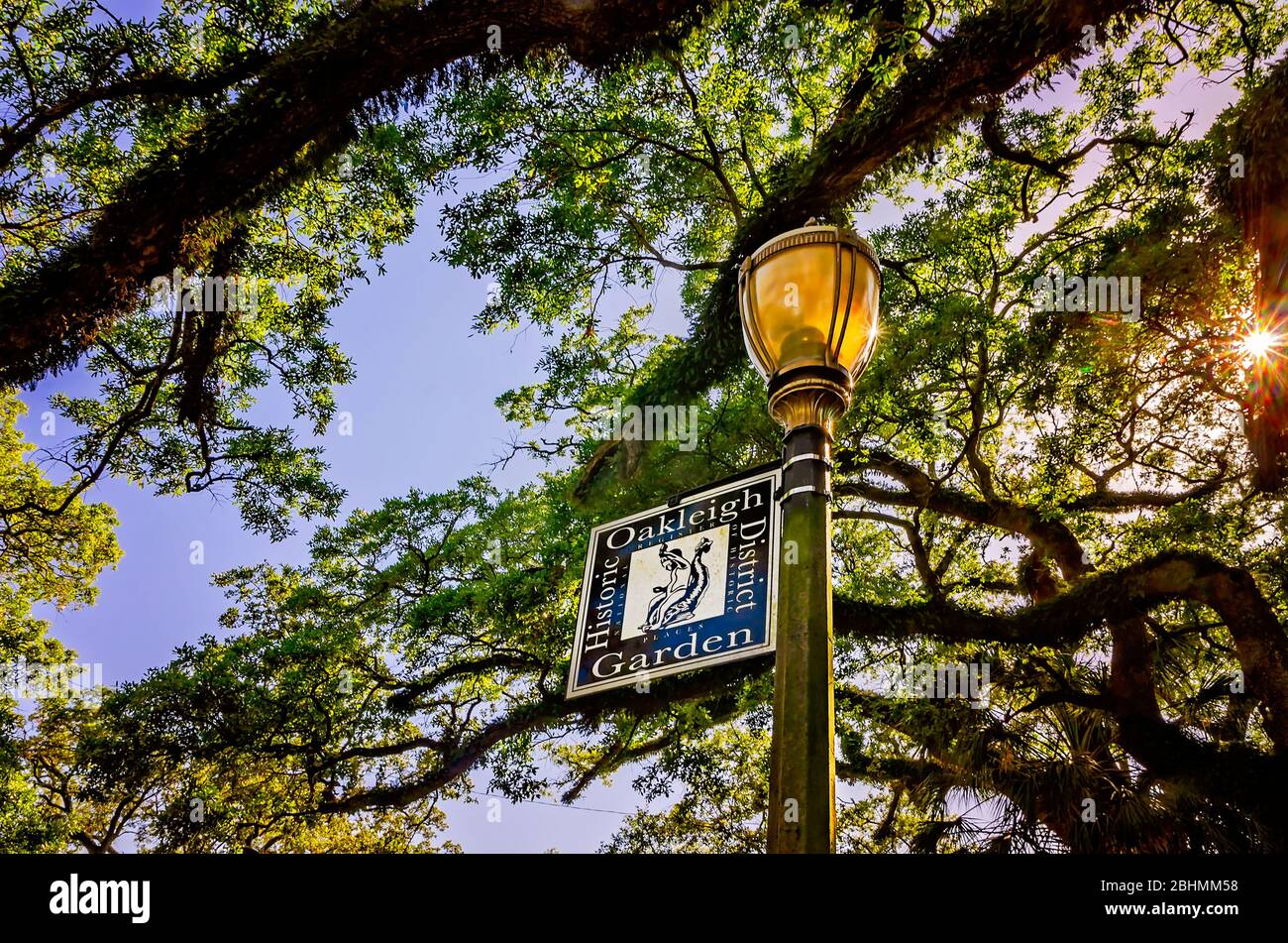 Die Sonne scheint durch lebende Eichen im historischen Oakleigh Garden District, 24. April 2020, in Mobile, Alabama. Stockfoto