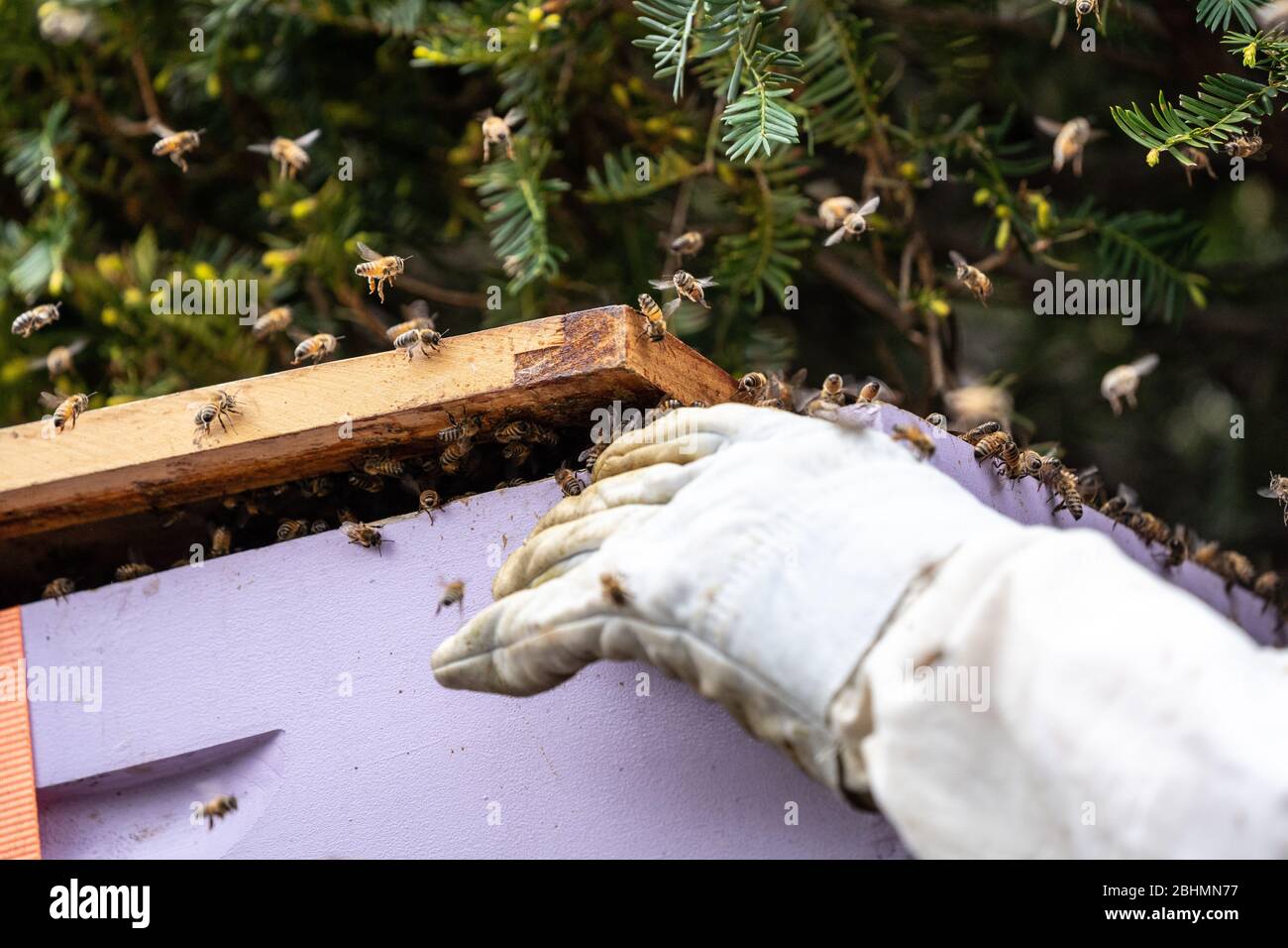 Der Imker zieht die Bienenkolonie (APIs mellifera) in die Bienenbox Stockfoto