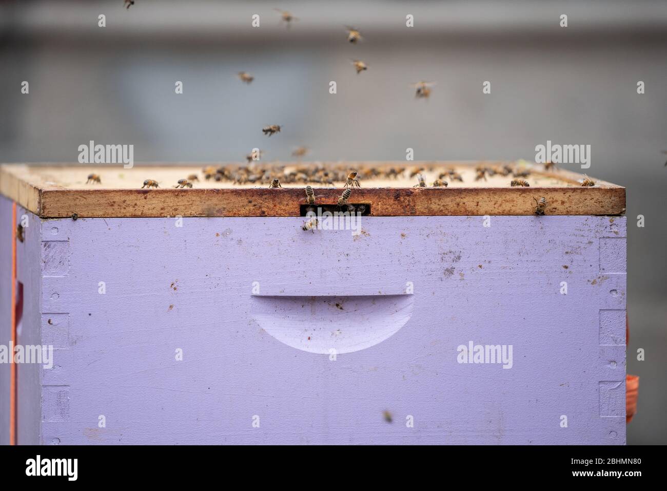 Honigbienen (apis mellifera) werden mit Zitronengras in eine Box gelockt, damit sie an einen sicheren Ort verlegt werden können. Stockfoto
