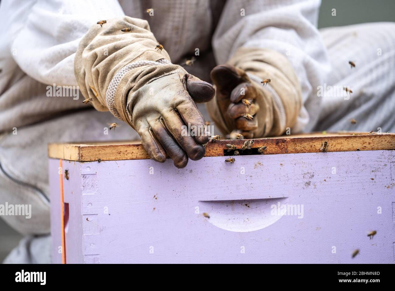 Imker lockt Kolonie von Honigbienen (APIs mellifera), um Bienenbox mit Zitronengras. Stockfoto