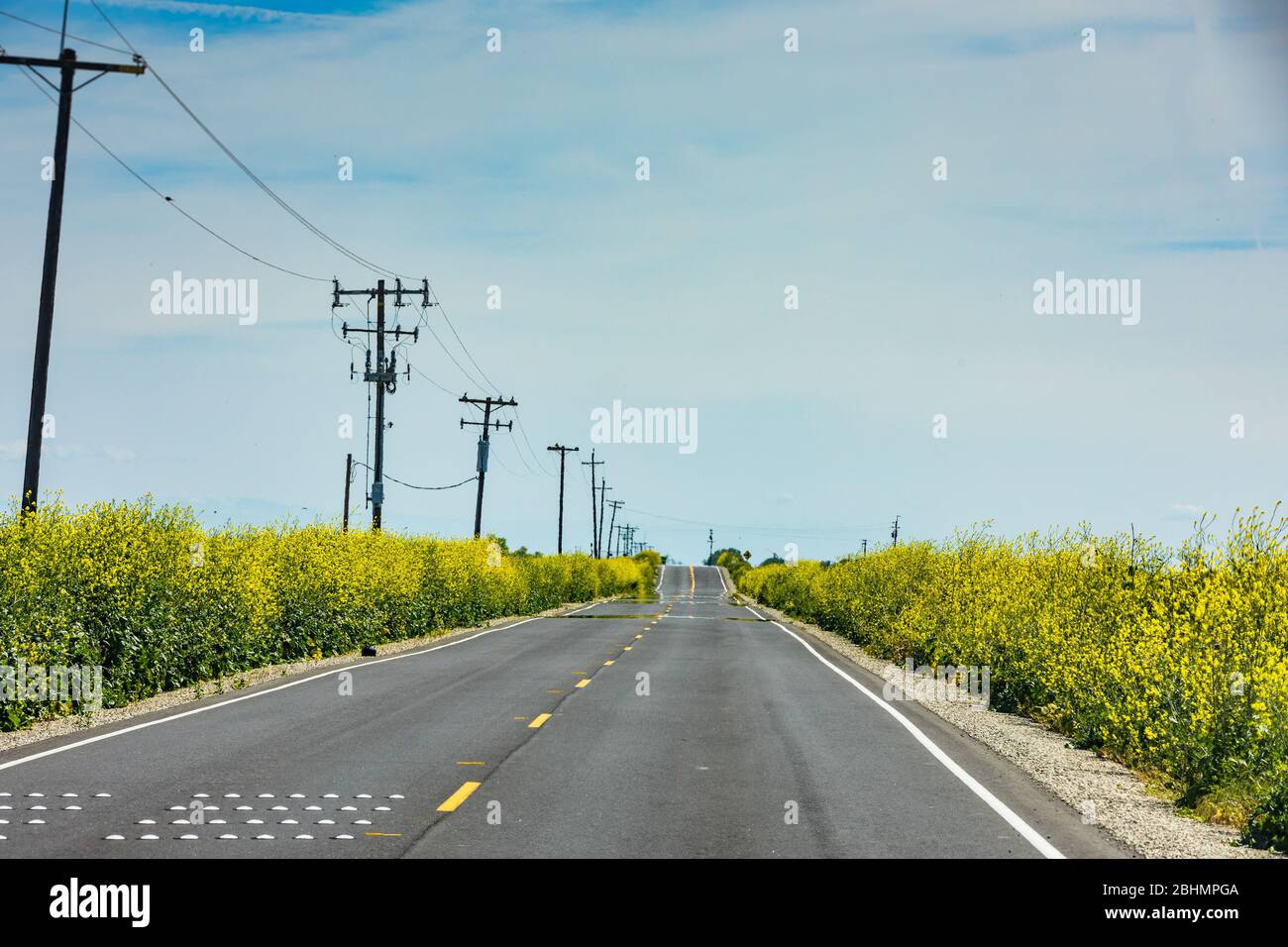 Wilder Senf entlang einer Straße im ländlichen Merced County Kalifornien USA Stockfoto