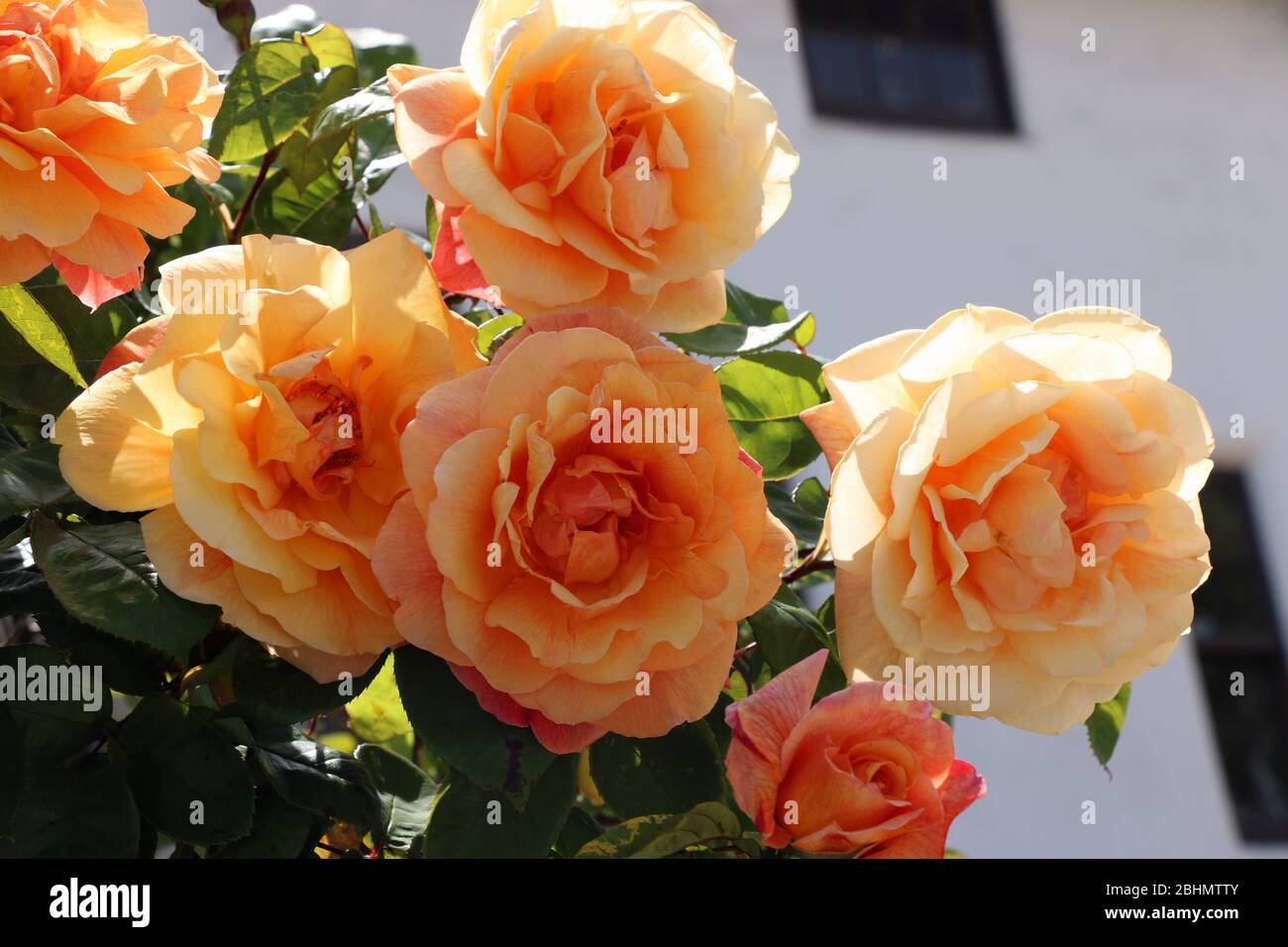 Wunderschöne, hinterleuchtete Creme-, Gelb- und Orangenrosen in einem Garten im Norden Kaliforniens. Stockfoto