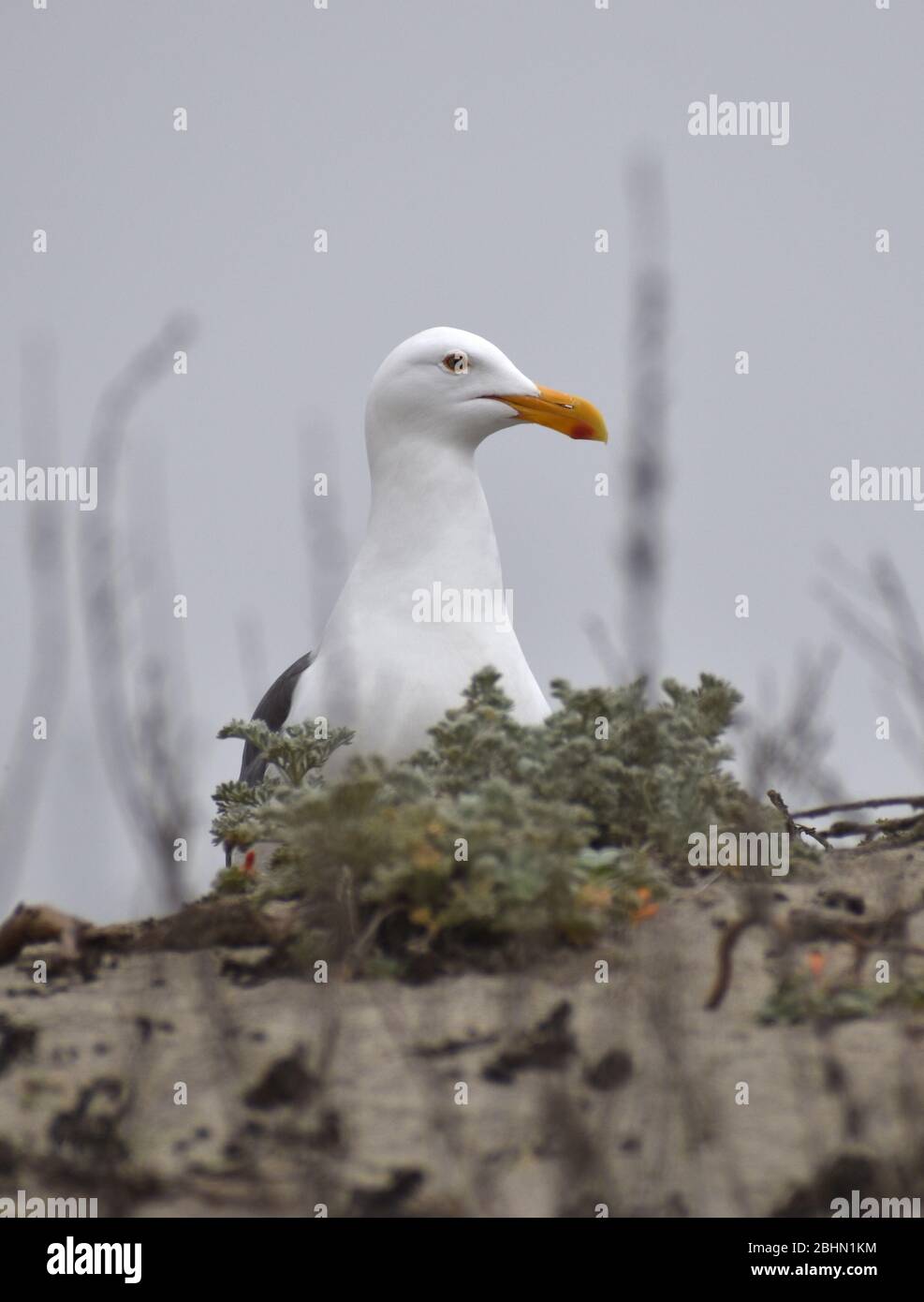 Eine vorsichtige kalifornische Möwe (Larus californicus) beobachtet an einem stürmischen Tag am Moss Landing State Beach in Kalifornien von einer Sanddüne aus. Stockfoto