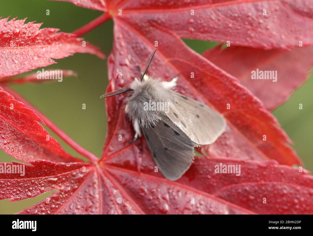 Ein umwerfender männlicher Muslin Moth, Diaphora mendica, auf einem roten Ahornblatt thront. Stockfoto