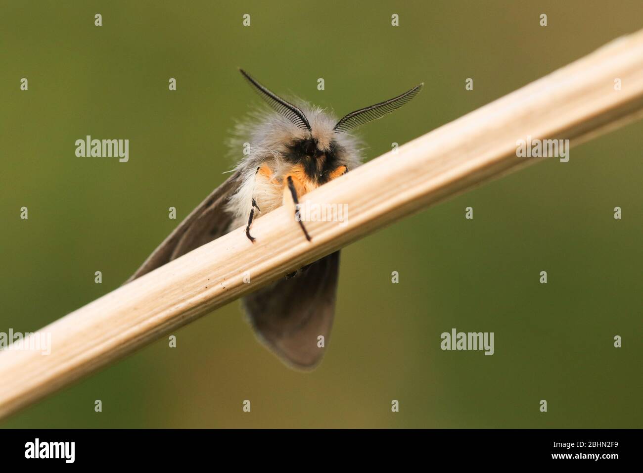 Ein umwerfender Rüde Muslin Moth, Diaphora mendica, im Frühling auf einer Pflanze thront. Stockfoto