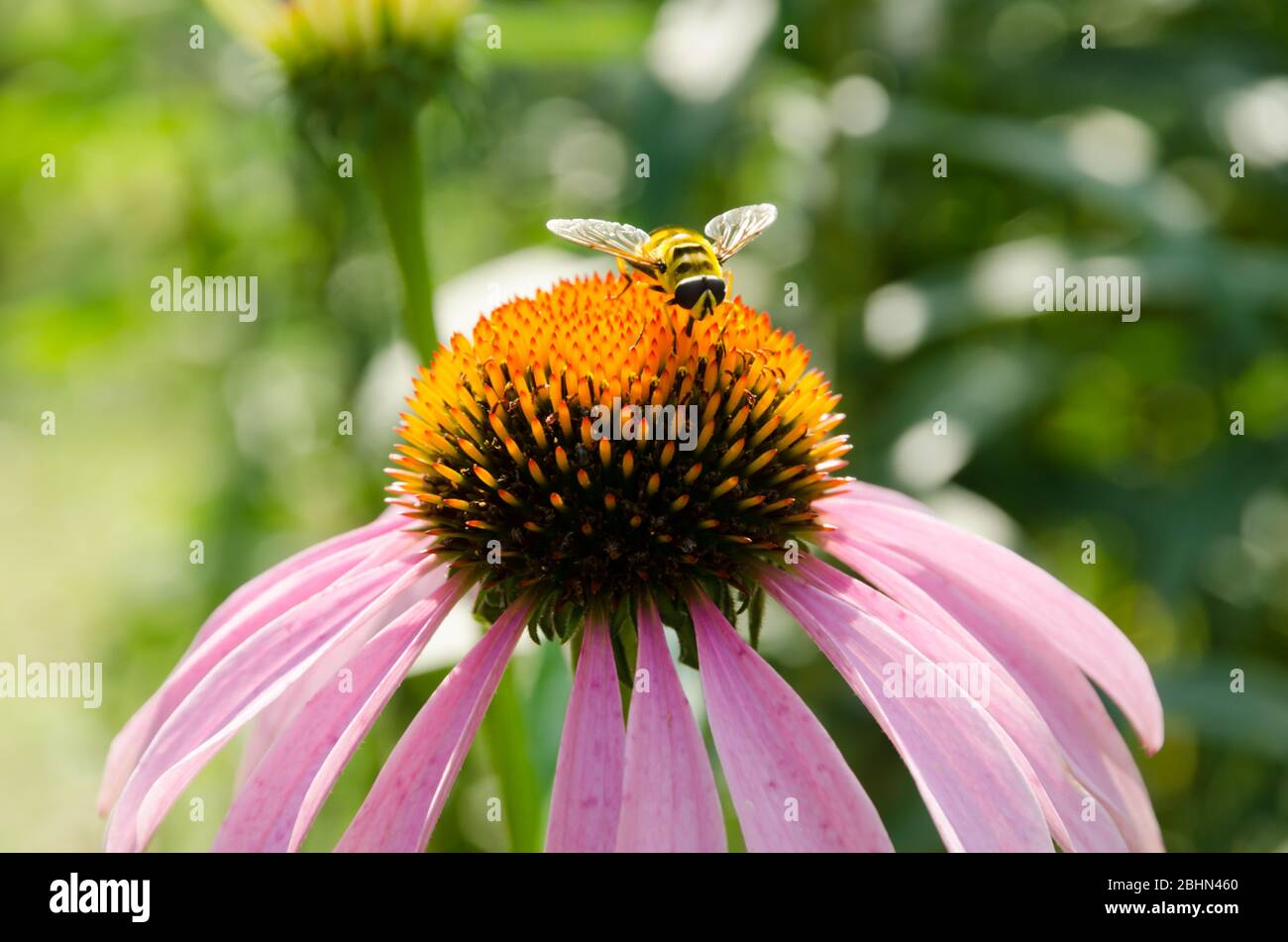 Schwebfliegen sammeln Pollen auf einem rosa Echinacea Stockfoto