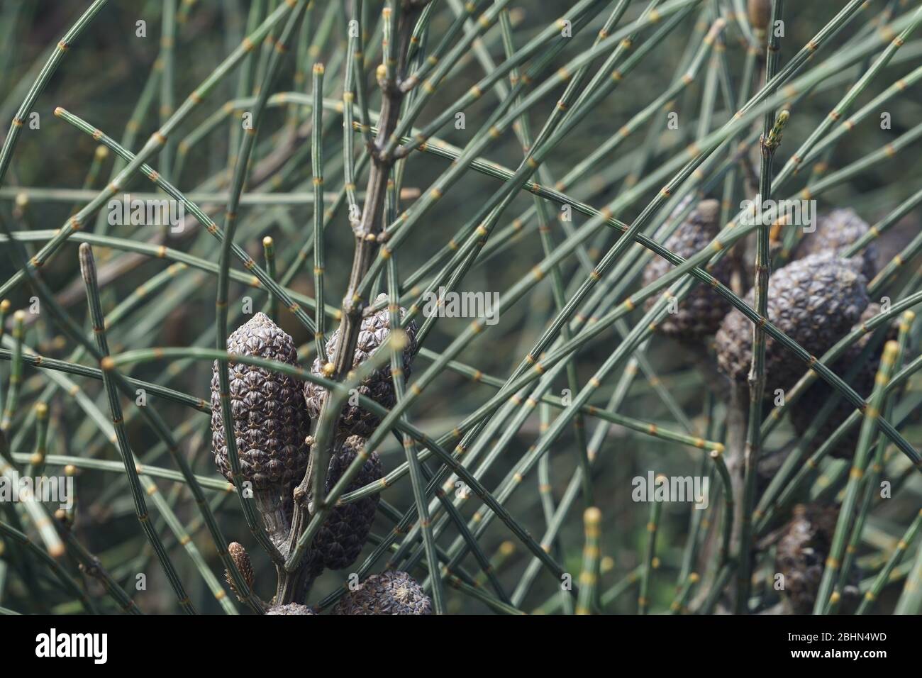 She-Eiche Samenschoten und modifizierte Blätter, in Nahaufnahme. Ein einheimischer australischer Shrubinbaum. Stockfoto