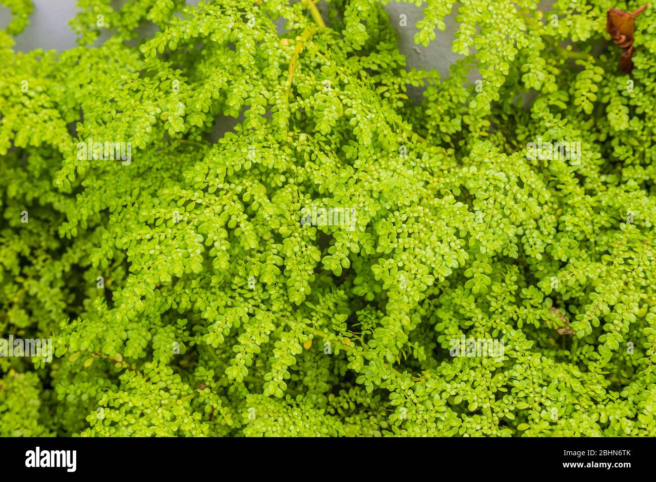 Blätter der Jadepflanze (Crassula ovata), oft als Glückspflanze, Geldpflanze oder Geldbaum bezeichnet. Es ist eine saftige Pflanze mit kleinen rosa oder weiß Stockfoto