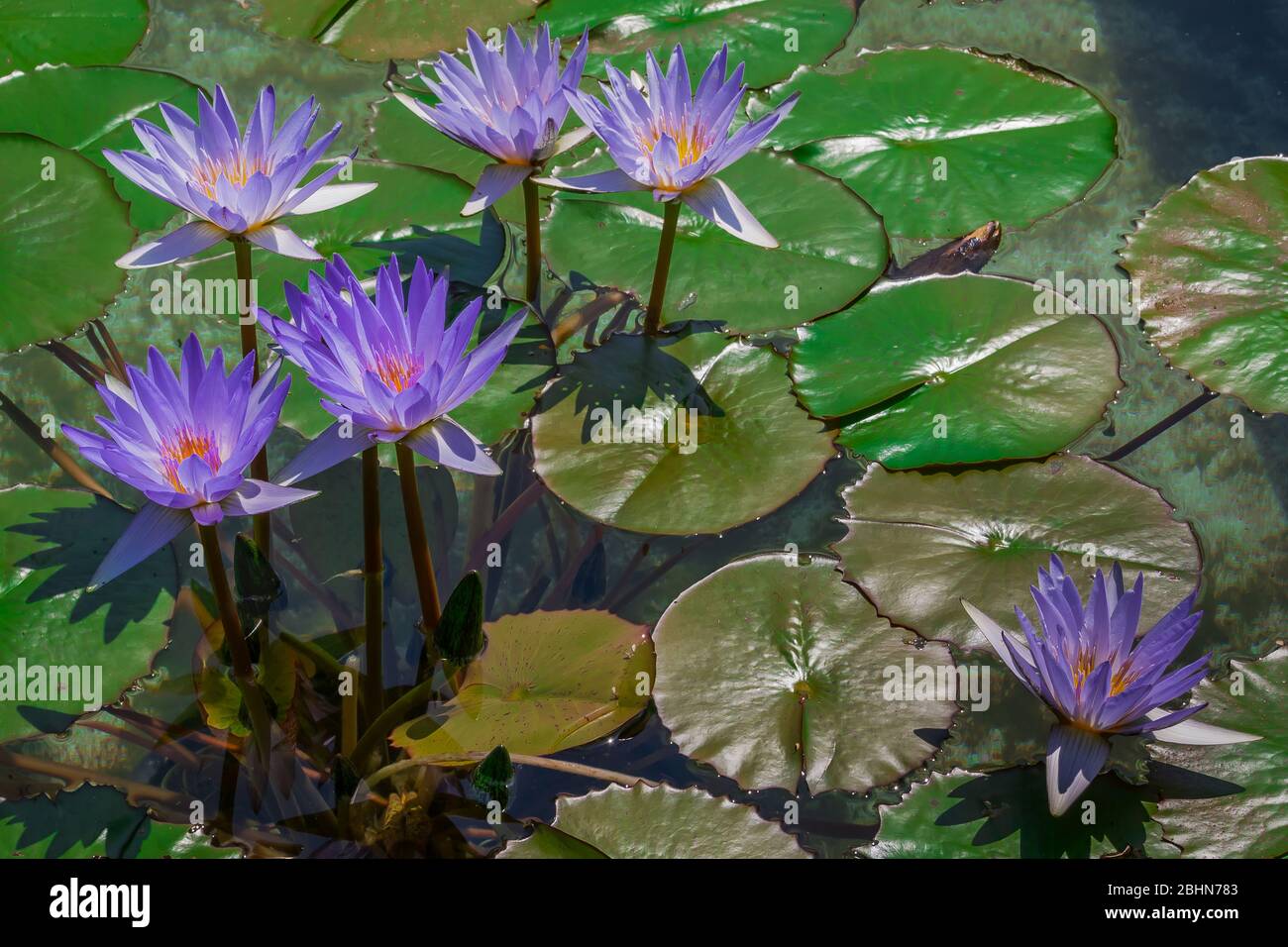 Lotusblumen (Nelumbo nucifera) in einem Teich, umgeben von Blättern. Auch bekannt als indischer Lotus, heiliger Lotus, Bohne aus Indien und ägyptische Bohne. Stockfoto