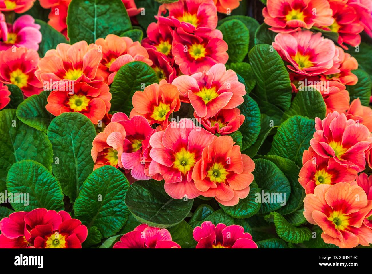 Nahaufnahme von rosa primula Blüten, Gattung Primulaceae. Dazu gehört die bekannte Wildblume von Banken und Rändern, die Primrose. Stockfoto