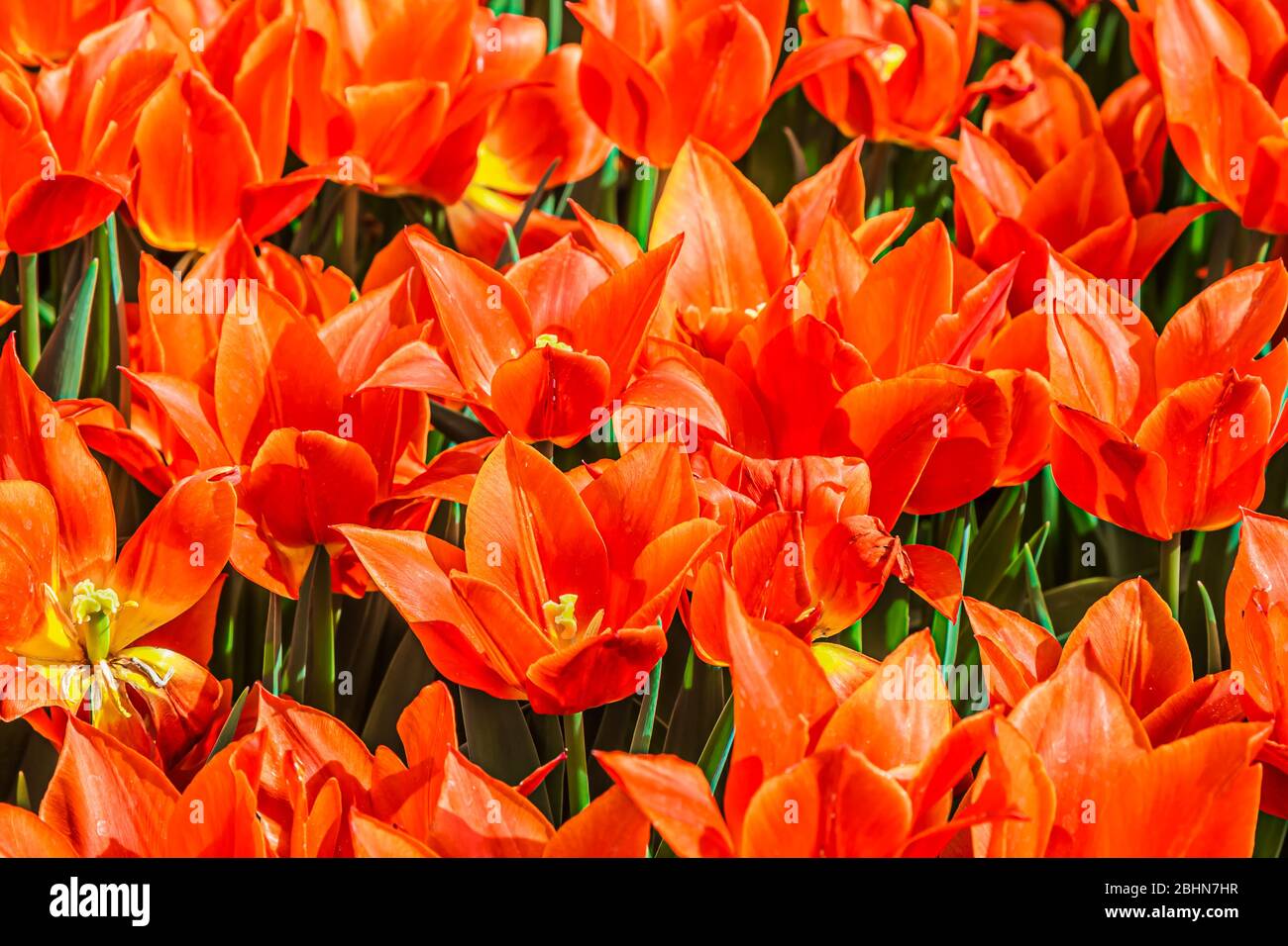 Nahaufnahme von leuchtend orangen Ballarina Tulpen. Die Tulpe ist ein Mitglied der Lilienfamilie Liliaceae, einer Gattung von frühlingshaft blühenden Stauden-Bulbi Stockfoto