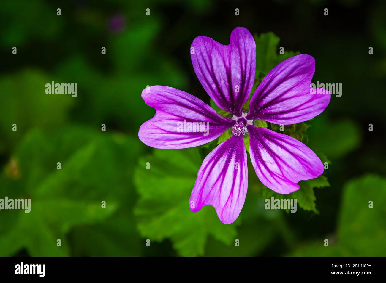 Nahaufnahme einer lila Malva Blume, allgemein Malve genannt. Es ist eine krautige Jahres-, Zweijahres- und mehrjährige Pflanze, Familie Malvaceae. Stockfoto