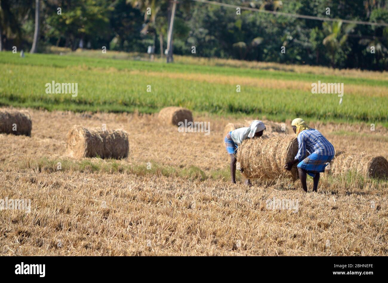 Zwei Arbeiter arbeiten auf einem Bauernhof Land Land Seite indischen Dorf Stockfoto