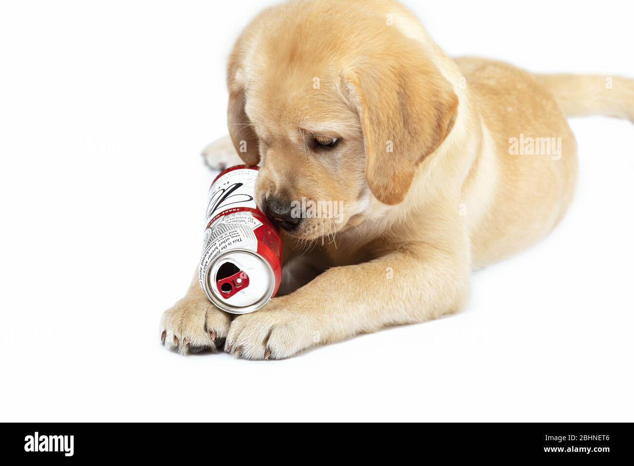 Netter kleiner Welpe von goldenem labrador Retriever liegt auf dem Boden und spielt mit leerer Bierkne. Nahaufnahme Porträt isoliert auf weiß. Konzept für Bier und d Stockfoto