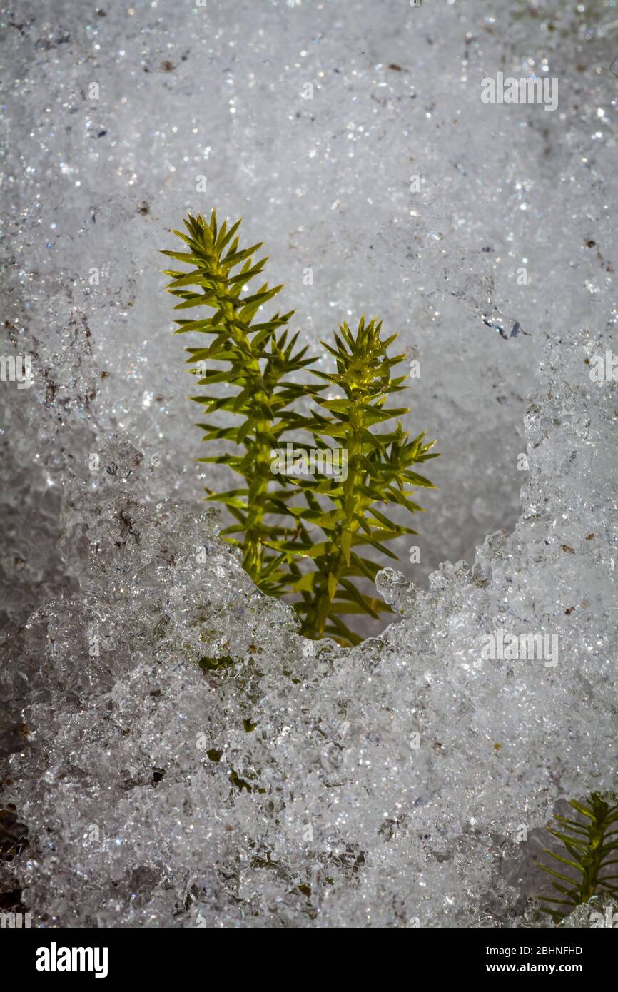 Grüne Pflanze wächst durch den Schnee in der Nähe des Sees Ravnsjø, Østfold, Norwegen Stockfoto