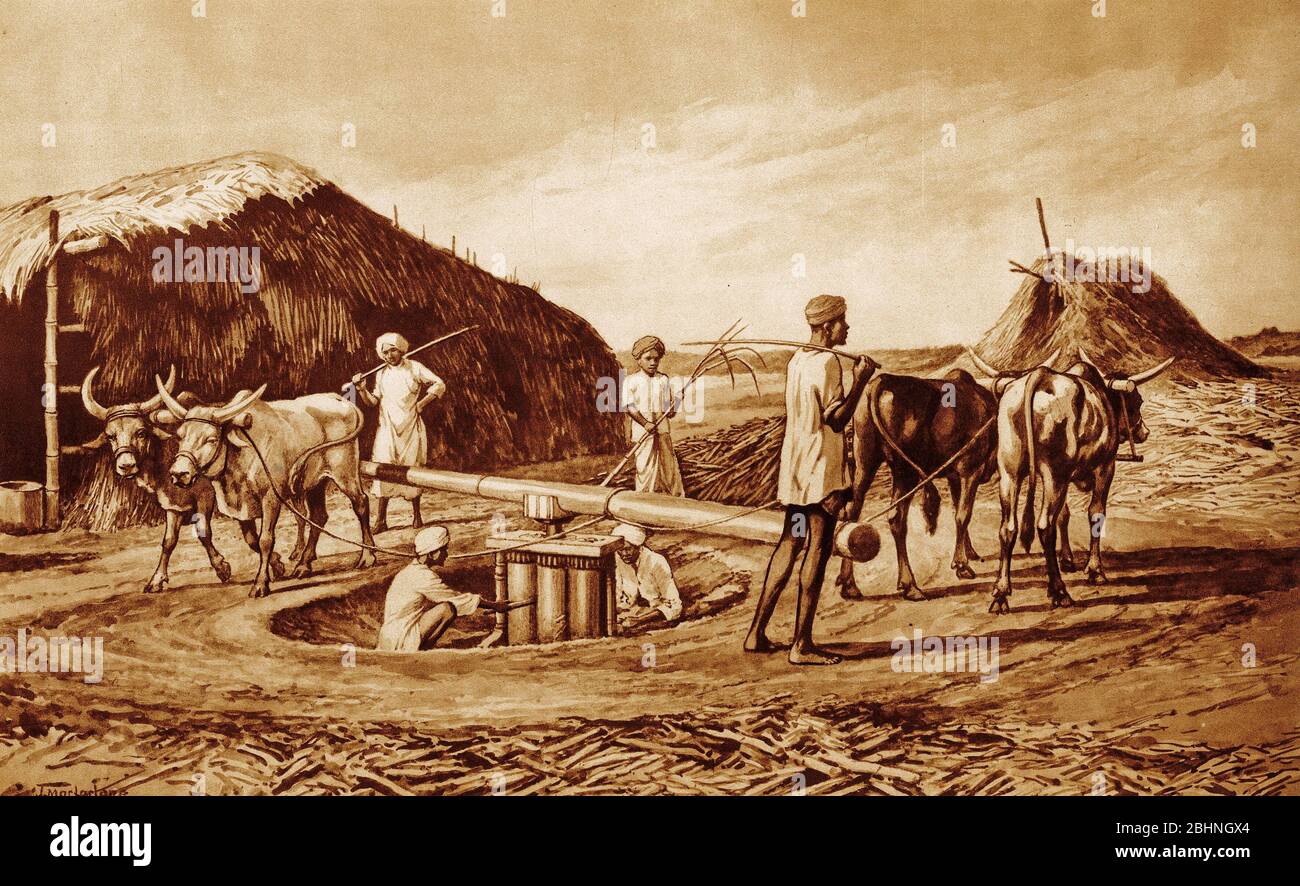 Halbton der Menschen, die Zuckerrohr in Indien zermalmen. Aus einer Reihe von Schulplakaten für Geschichte und Sozialwissenschaften c 1930 Stockfoto