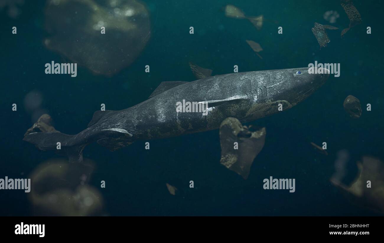 Plastikverschmutzung im Meer, seltener Grönlandhai umgeben von gefährlichem Müll Stockfoto