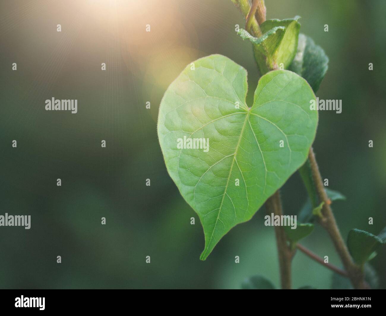 Herzfrmige Bltter. Grnes Blatt mit Sonnenschein. Liebeskonzept  Stockfotografie - Alamy