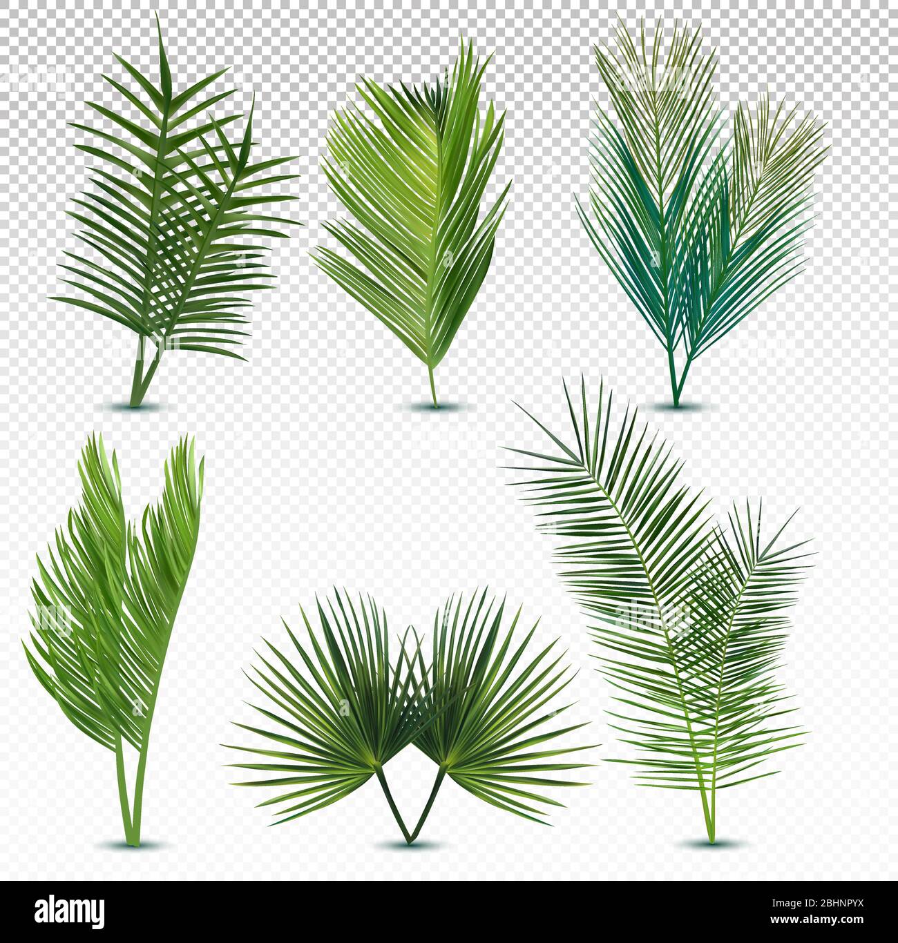 Große Kollektion tropischer exotischer Palmenblätter. Verschiedene tropische Palmenblätter auf transparentem Hintergrund. Sommerblatt. Symbolsatz. Vektorgrafik. Stock Vektor