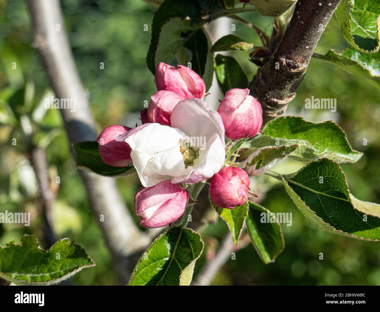 Eine Nahaufnahme der Blüten und Knospen des Dessertapfels Ashmeads Kernel Stockfoto