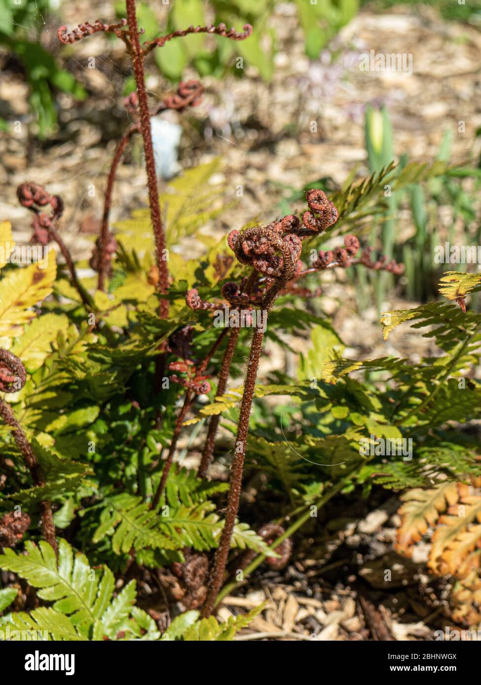 Die auffällig rosten roten neuen Triebe von Dryopteris erythrosora 'Brilliance im Frühjahr entstehen Stockfoto