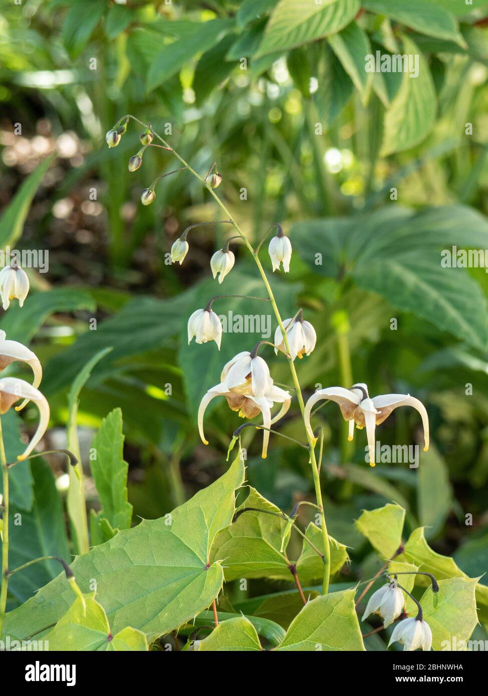 Die Blüten und Blätter des halb immergrünen Epimedium Jean O'Neill Stockfoto