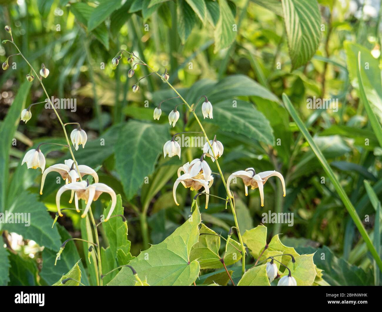 Die Blüten und Blätter des halb immergrünen Epimedium Jean O'Neill Stockfoto