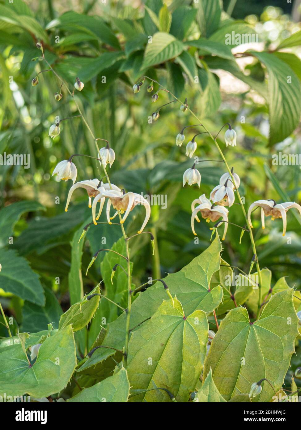 Die Blüten und Blätter des halb immergrünen Epimedium Jean O'Neill Stockfoto