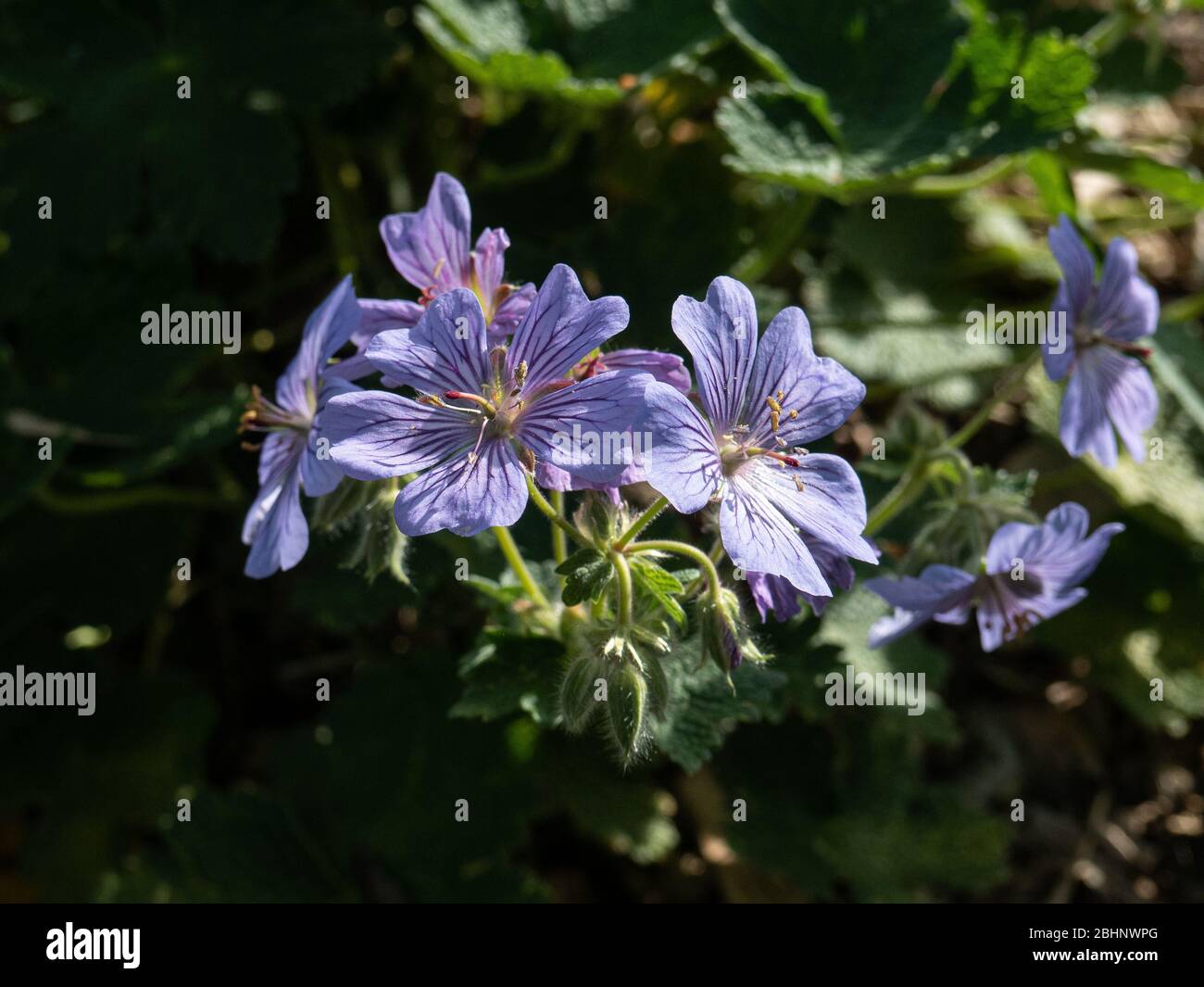Eine Nahaufnahme der lavendelblauen Blüten von Geranie Stephanie Stockfoto