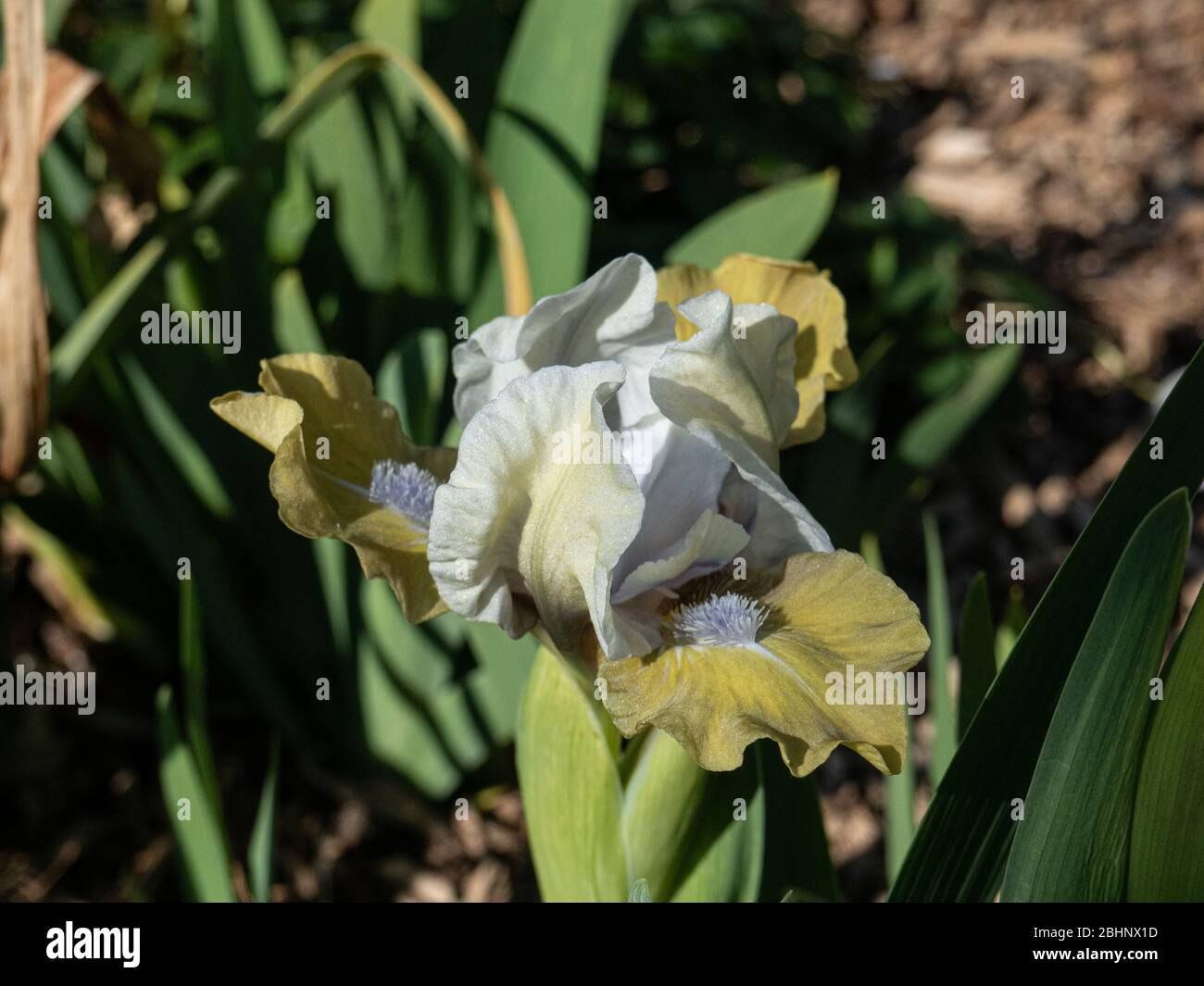 Eine Nahaufnahme einer einzigen dunkelgelben und weißen Blume von Zwergbart Iris Frau Nate Taylor Stockfoto