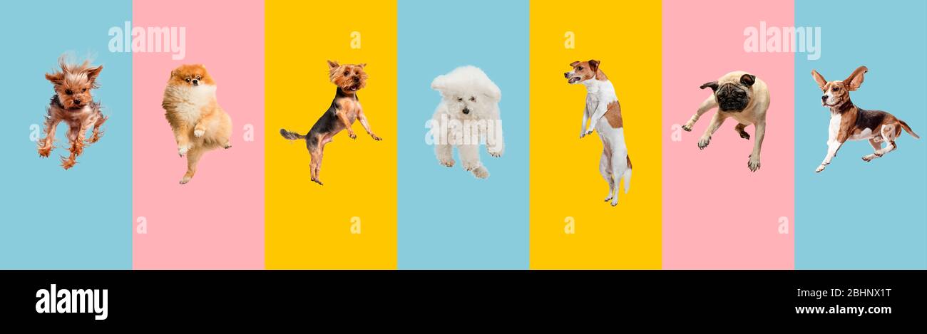 Junge Hunde springen, spielen, fliegen. Nette Hunde oder Haustiere sind glücklich isoliert auf bunten oder Gradienten Hintergrund. Studio. Kreative Collage verschiedener Hunderassen. Flyer für Ihre Anzeige. Stockfoto