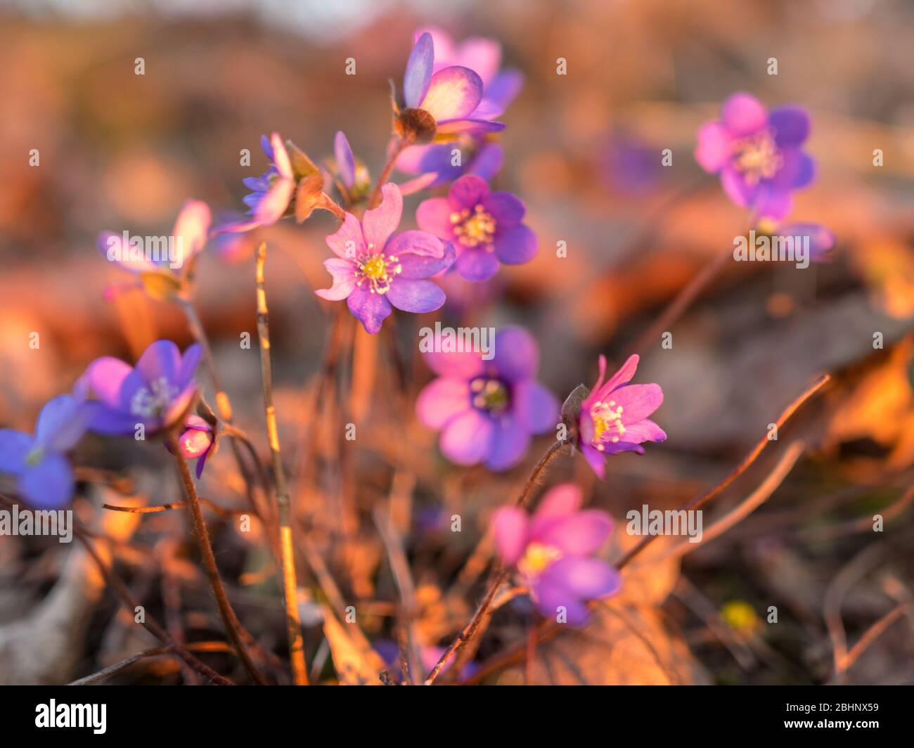 Wilde Pfeifen, schöne helle Farben, Sonnenuntergang Licht, die ersten Frühlingsblumen Stockfoto