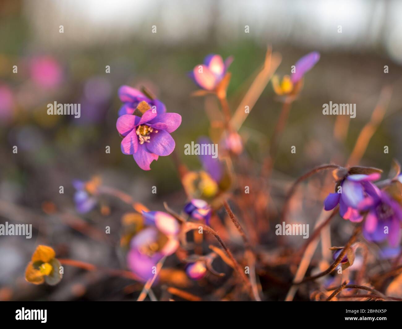 Wilde Pfeifen, schöne helle Farben, Sonnenuntergang Licht, die ersten Frühlingsblumen Stockfoto