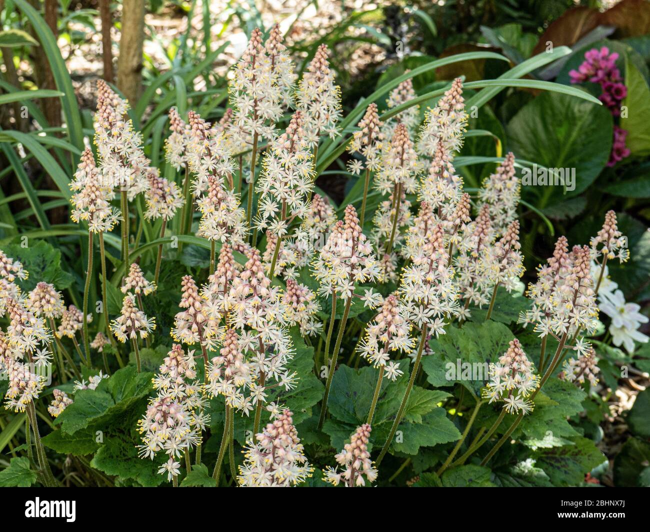 Eine Gruppe der zarten mit und lachsfarbenen rosa Blüten von Tiarella InkBlot Stockfoto