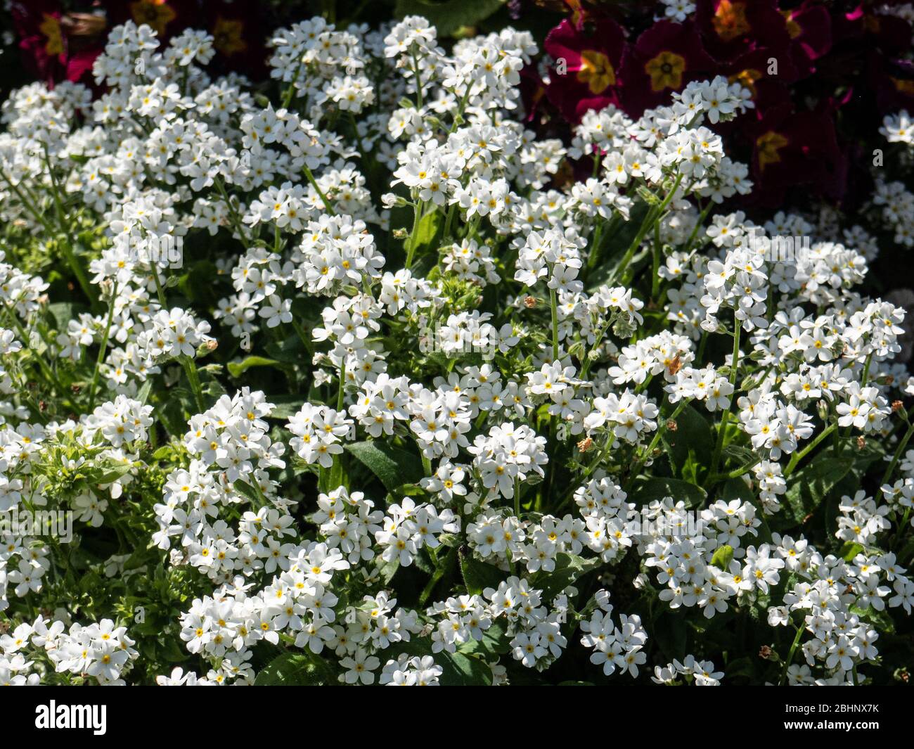 Ein Klumpen des Weißen Vergiss mich nicht Myosotis alpestris Weiß mit Blumen fast das Laub bedeckt Stockfoto