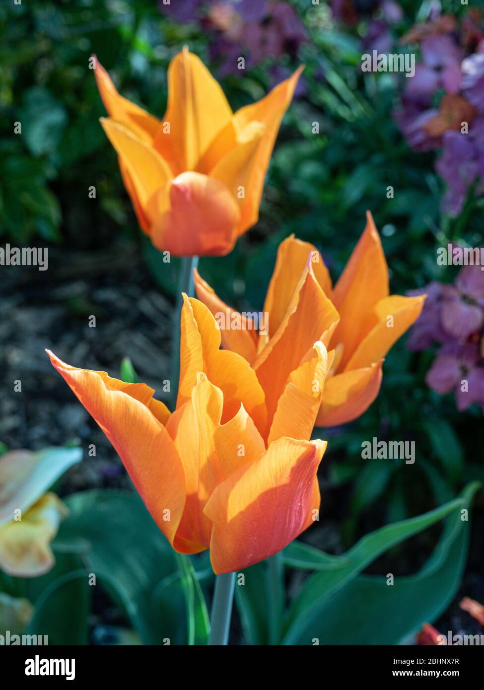 Eine kleine Gruppe von leuchtend orangen Blüten der Tulpenballerina Stockfoto