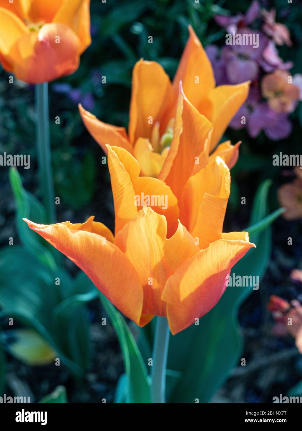 Eine kleine Gruppe von leuchtend orangen Blüten der Tulpenballerina Stockfoto