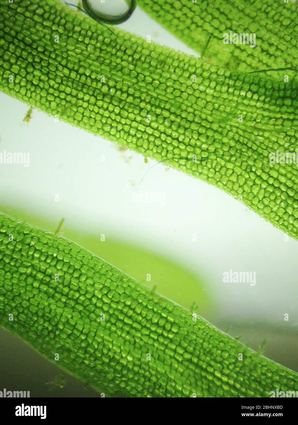 Zoom Mikroorganismus Algen Stockfoto
