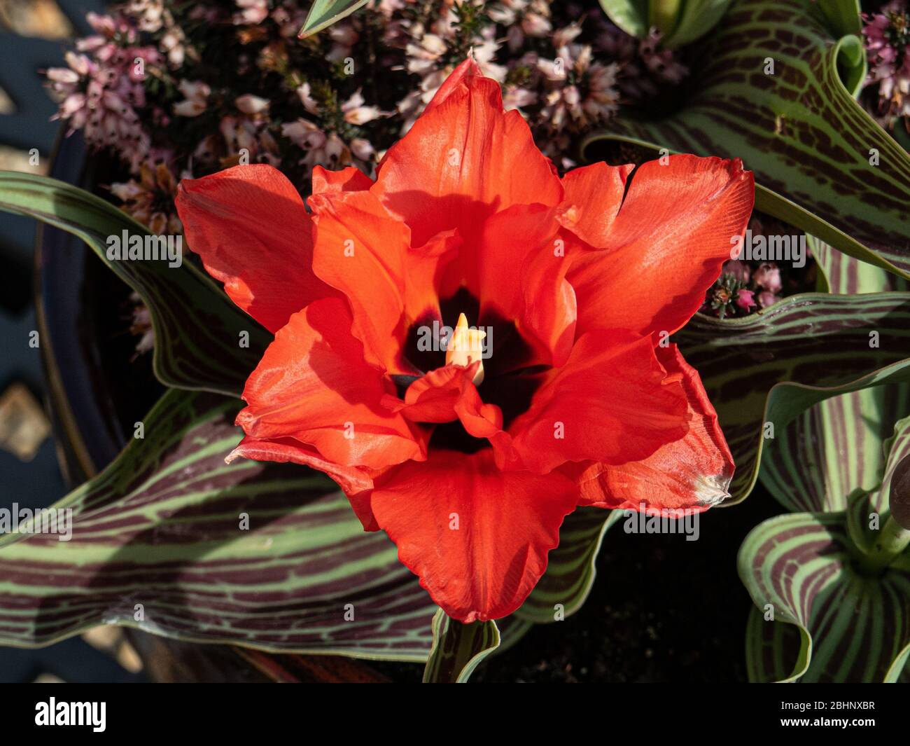 Eine Nahaufnahme einer einzelnen halbdoppelten Blume des Rotkäppchens Stockfoto