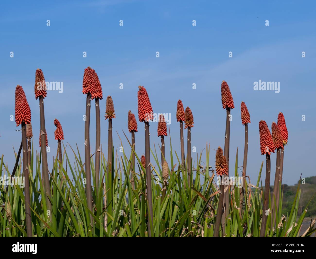 Kniphofia in Blume gegen Himmel aka Tritoma, Red hot Poker, Fackel Lilie, Knoffler oder Poker-Pflanze. Stockfoto