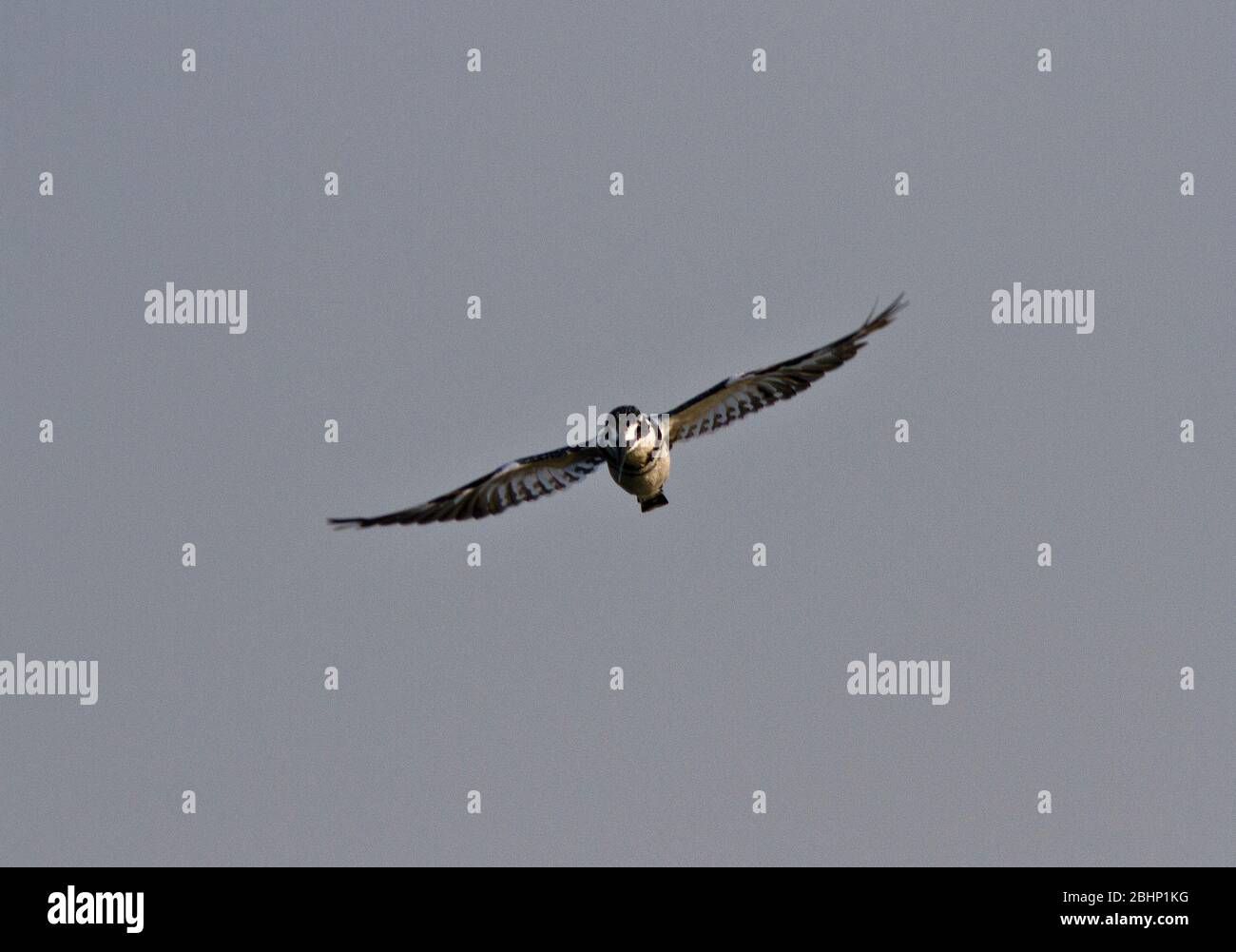 Ein männlicher Rattenfischer fliegt über das Wasser des Kazinga-Kanals und beobachtet kleine Fische, auf die er mit erstaunlicher Akuercy abstürzt Stockfoto