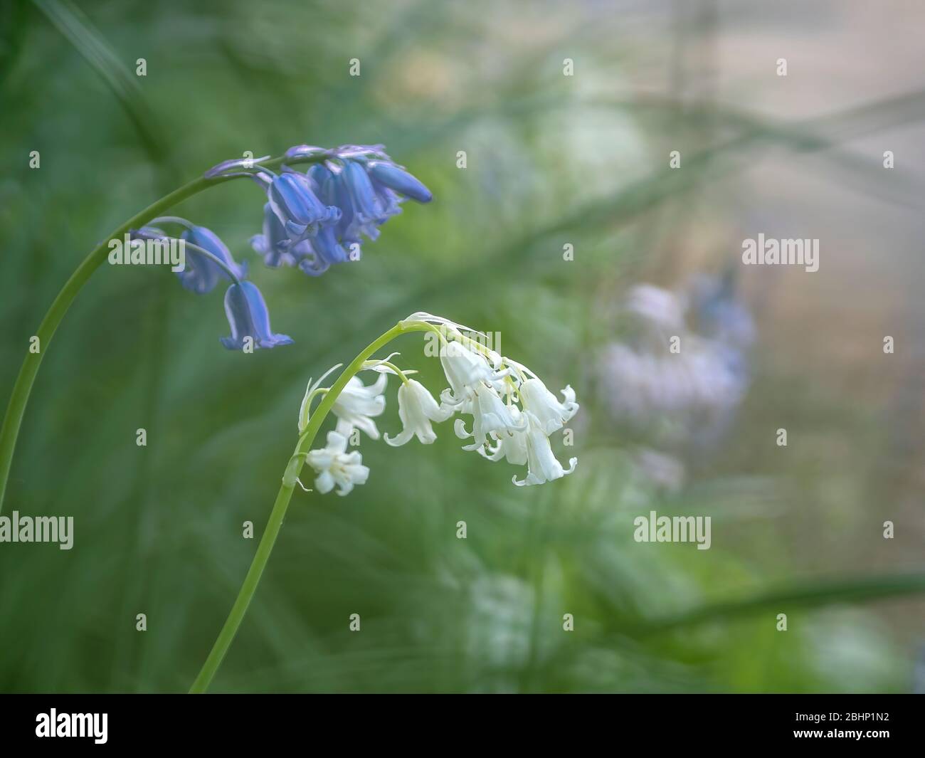 Britische Bluebell, Hyacinthoides non-scripta. Blau und weiß. NB geringe Schärfentiefe. Stockfoto