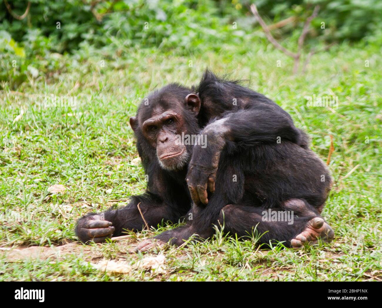 Ein reifer Rüde Chimpanzee entspannt sich, während seine Truppe mitten am Tag eine Siesta-Pause macht, wenn sie alle weniger aktiv werden, um der Hitze zu entgehen Stockfoto