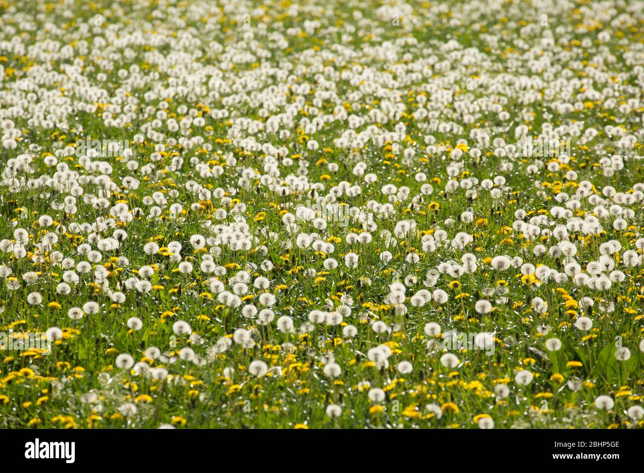 Löwenzahn-Blüten und Samenköpfe oder Uhren, wachsen auf der Weide im April. North Dorset England GB Stockfoto