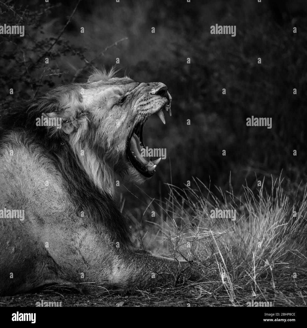 African Lion Male Portrait gähnend in Kruger National Park, Südafrika ; specie Panthera leo Familie von Felidae Stockfoto