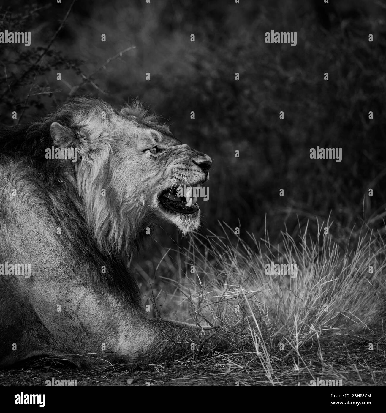 African Lion Male Portrait gähnend in Kruger National Park, Südafrika ; specie Panthera leo Familie von Felidae Stockfoto